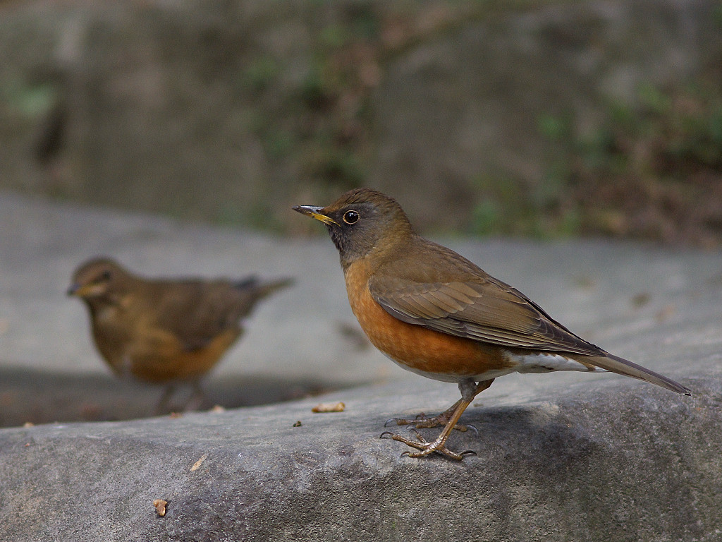 image Brown-headed Thrush